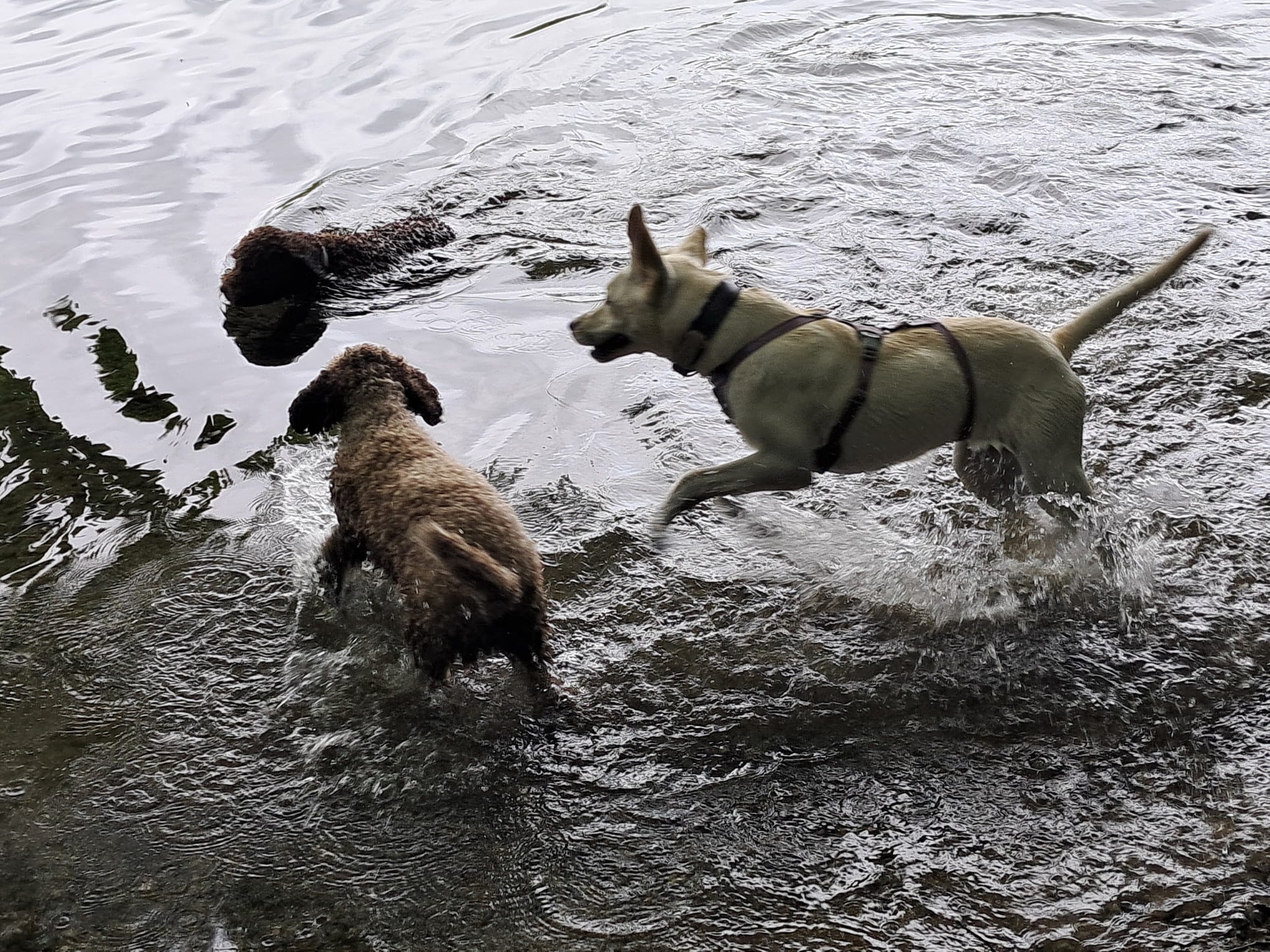 Mit dem Hund in Schwerin: Regeln, Hundestrände und Freilaufflächen im Überblick