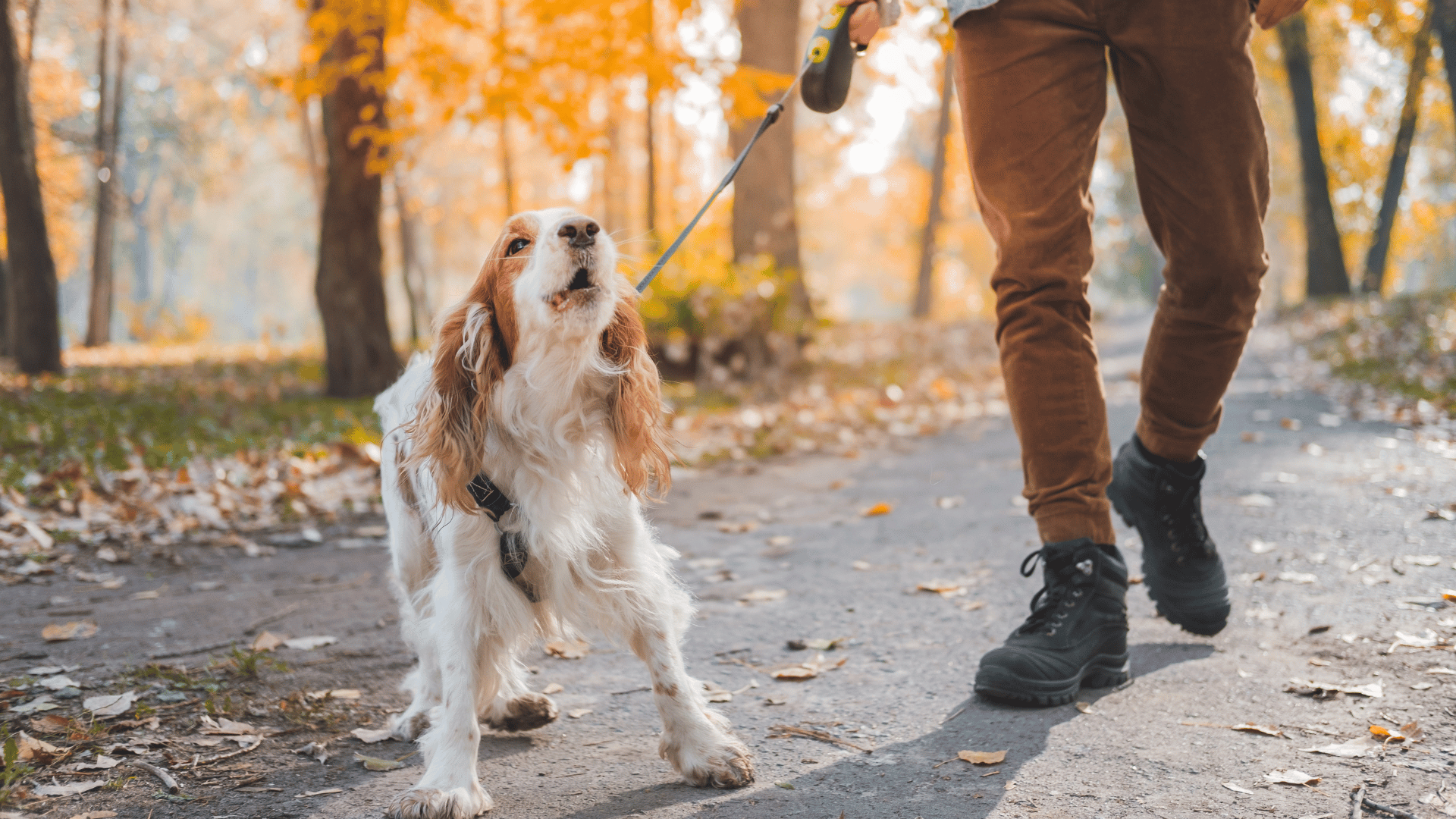 Leinenaggression adé: Wie du Hundebegegnungen in Schwerin entspannt meisterst