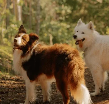 Zwei Hunde im Wald: ein Border Collie und ein Samojede stehen nebeneinander.