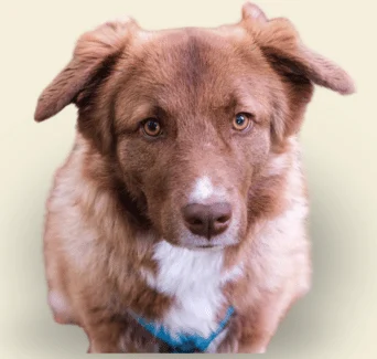 Hundeschule Schwerin - Mien Hund un ik Hundetraining in Schwerin Brauner Hund mit aufmerksamen Augen und kurzem Fell, trägt ein blaues Halsband.