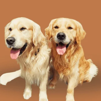 Hundeschule Schwerin - Social Walks Schwerin - Hundebegegnungen üben Zwei fröhliche Golden Retriever mit offenen Mündern und Zungen draußen.