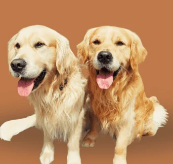 Social Walks Schwerin - Hundeschule in der Nähe - Hundebegegnungen Zwei lächelnde Golden Retriever sitzen nebeneinander mit offenen Mündern.