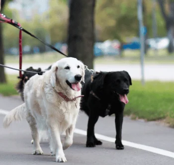 Zwei Hunde, ein weißer Golden Retriever und ein schwarzer Labrador, laufen an einer Straße entlang.