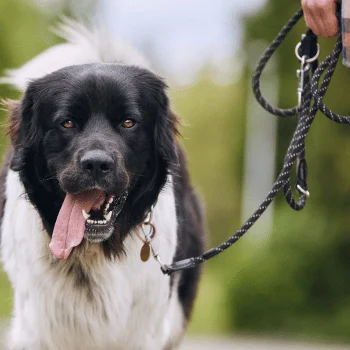 Schwarzer, weißer Hund mit hängender Zunge, an der Leine gehalten.