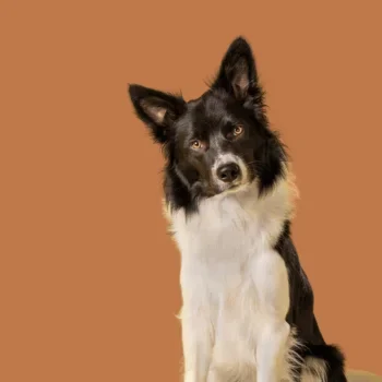 Schwarzer und weißer Hund mit aufmerksamen Gesichtsausdruck vor orangefarbenem Hintergrund.