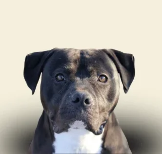 Kontakt Hundeschule Schwerin Schwarzer Hund mit freundlichem Gesichtsausdruck vor hellem Hintergrund.