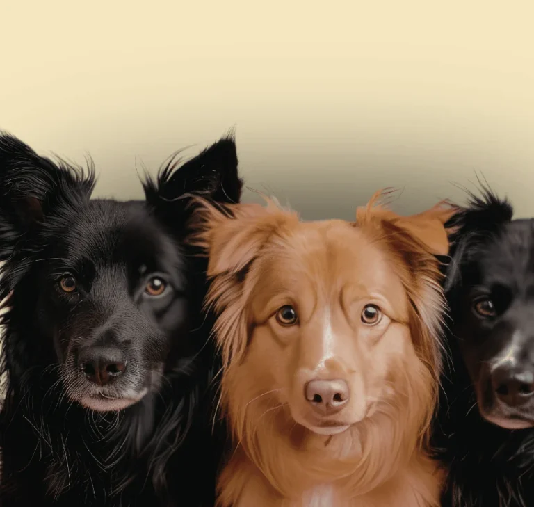 Zwei Hunde im Wald: ein Border Collie und ein Samojede stehen nebeneinander.