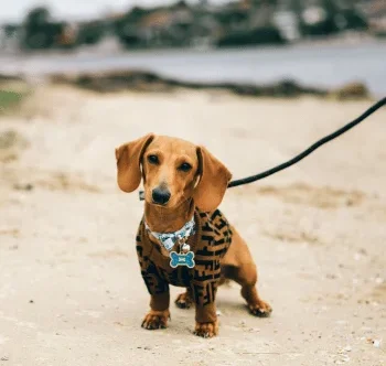 Wann sollte ich in die Hundeschule gehen? Dackel mit braunem Fell und gestreiftem Geschirr steht am Strand.