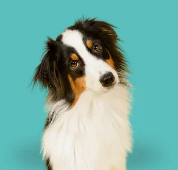 Hundeschule Schwerin - Einzeltraining - Leinenführigkeit - Rückruf - mobiles Hundetraining Collie mit schwarzem und braunem Fell vor einfarbiger, türkisfarbener Hintergrund.