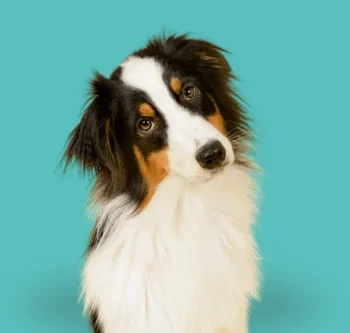 Hundeschule Schwerin - Mien Hund un ik Hundetraining - Einzeltraining Ein Collie mit braunem und weißem Fell, der neugierig schaut.