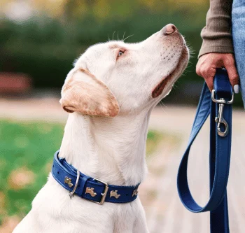 Ein weißer Labrador mit blauem Halsband schaut erwartungsvoll zur Hand des Halters, in der eine Leine gehalten wird.